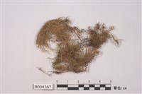 藏品(折葉蘚)的圖片